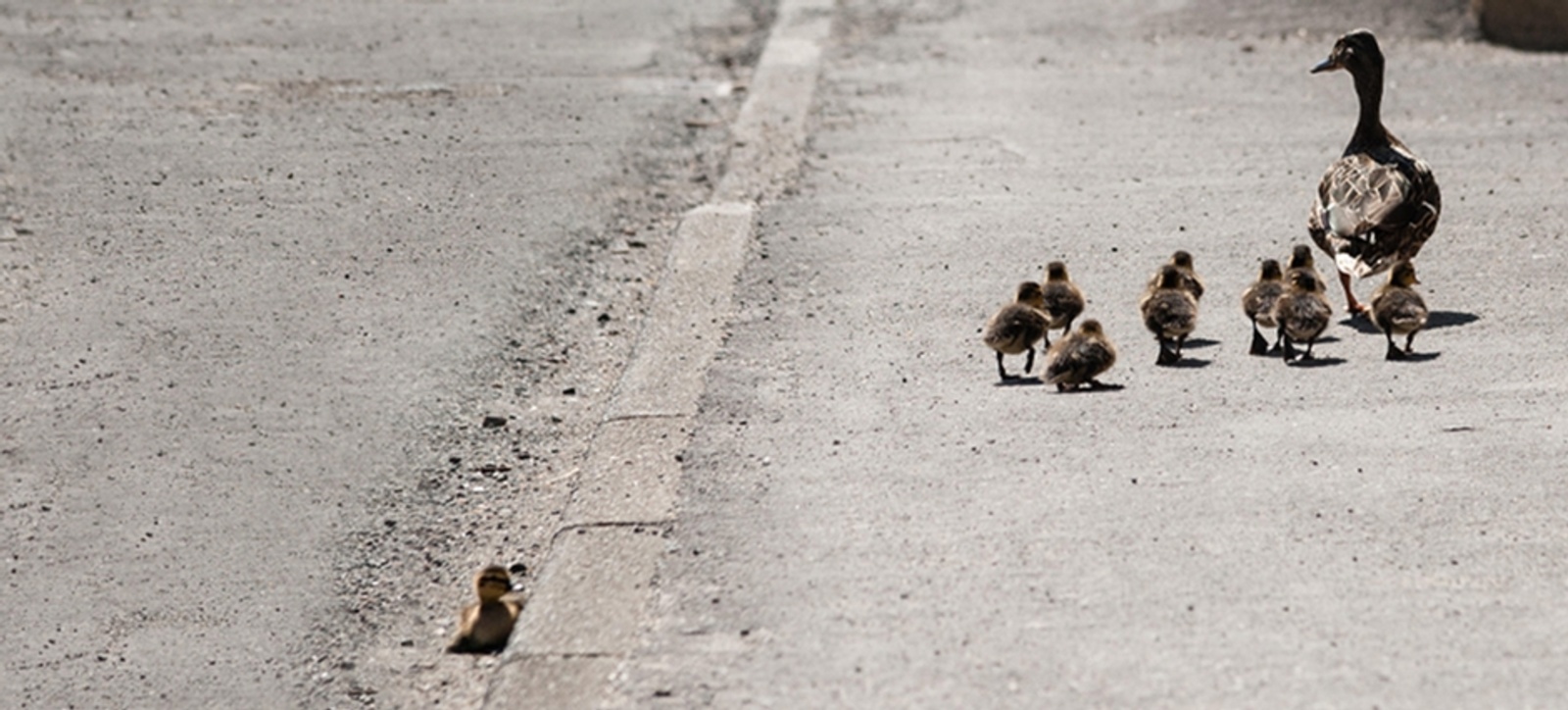 A mother duck walking leading her ducklings as they walk on a pavement leaving one behind on the curb.